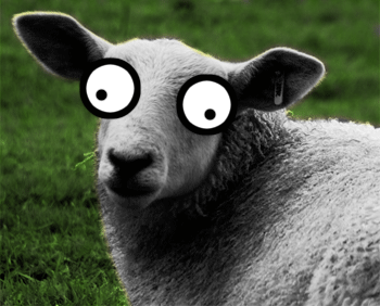 Sheep-silly-eye